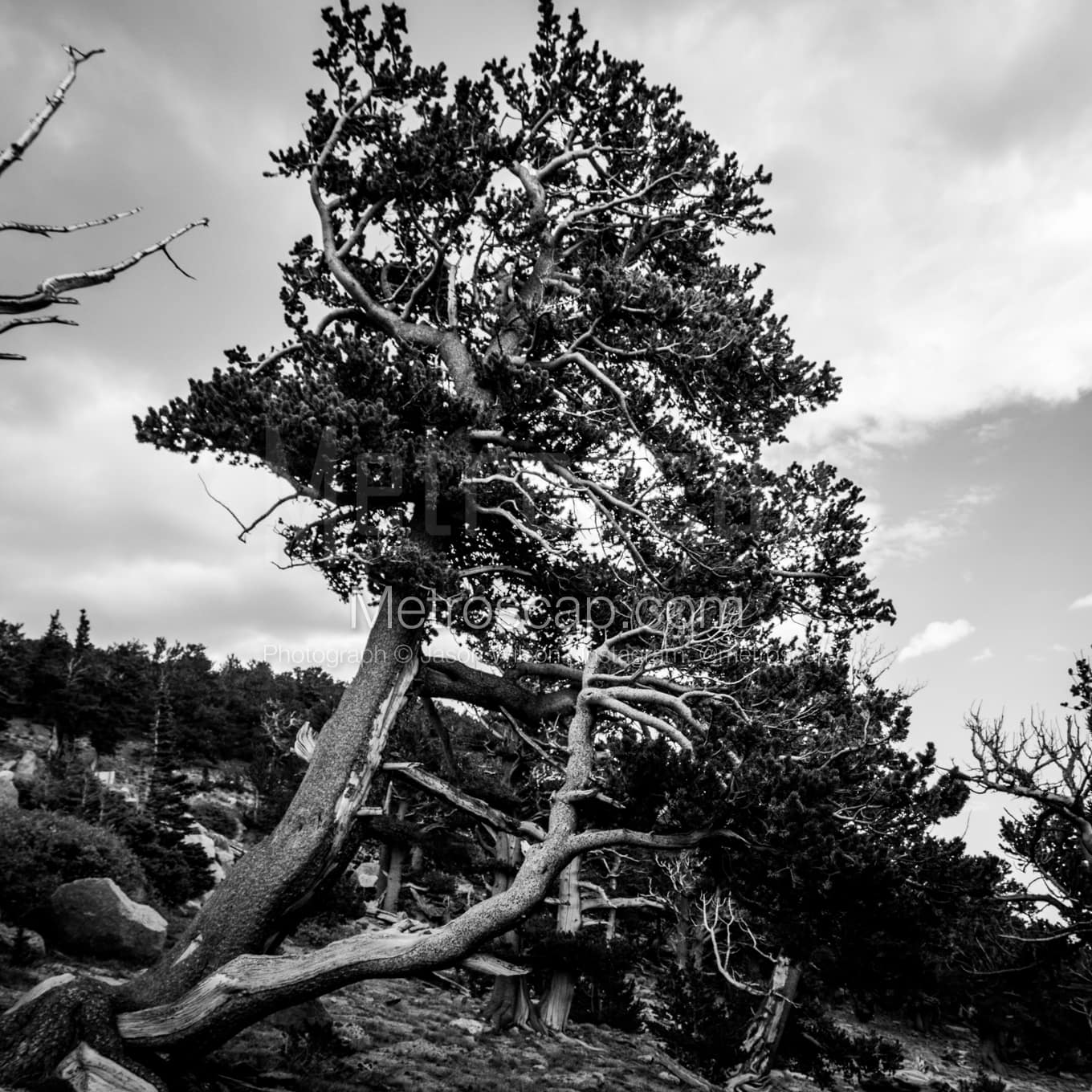 Denver Black & White Landscape Photography