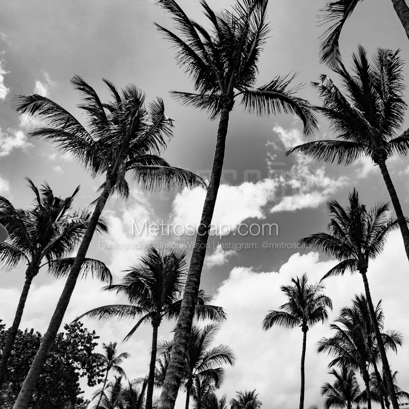 Miami Black & White Landscape Photography