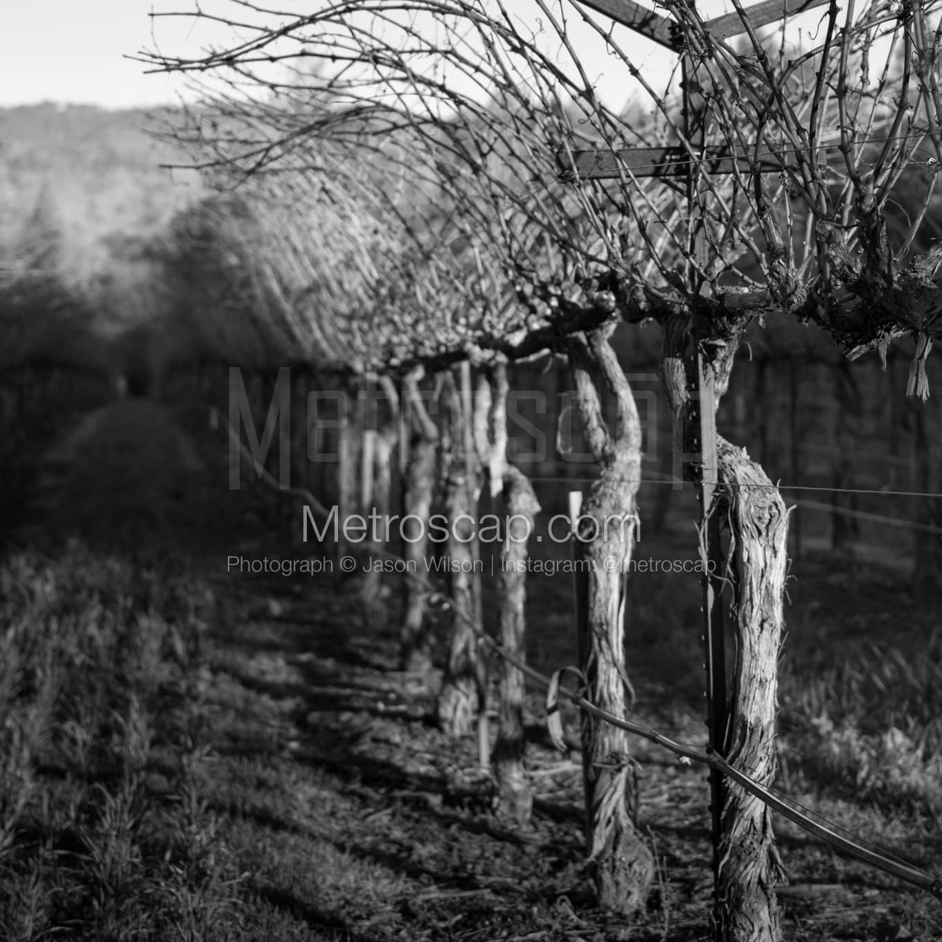 Napa-Valley Black & White Landscape Photography