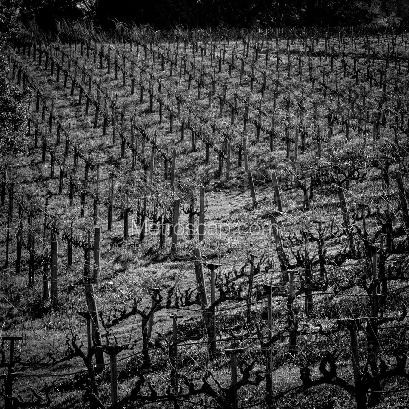 Napa-Valley Black & White Landscape Photography