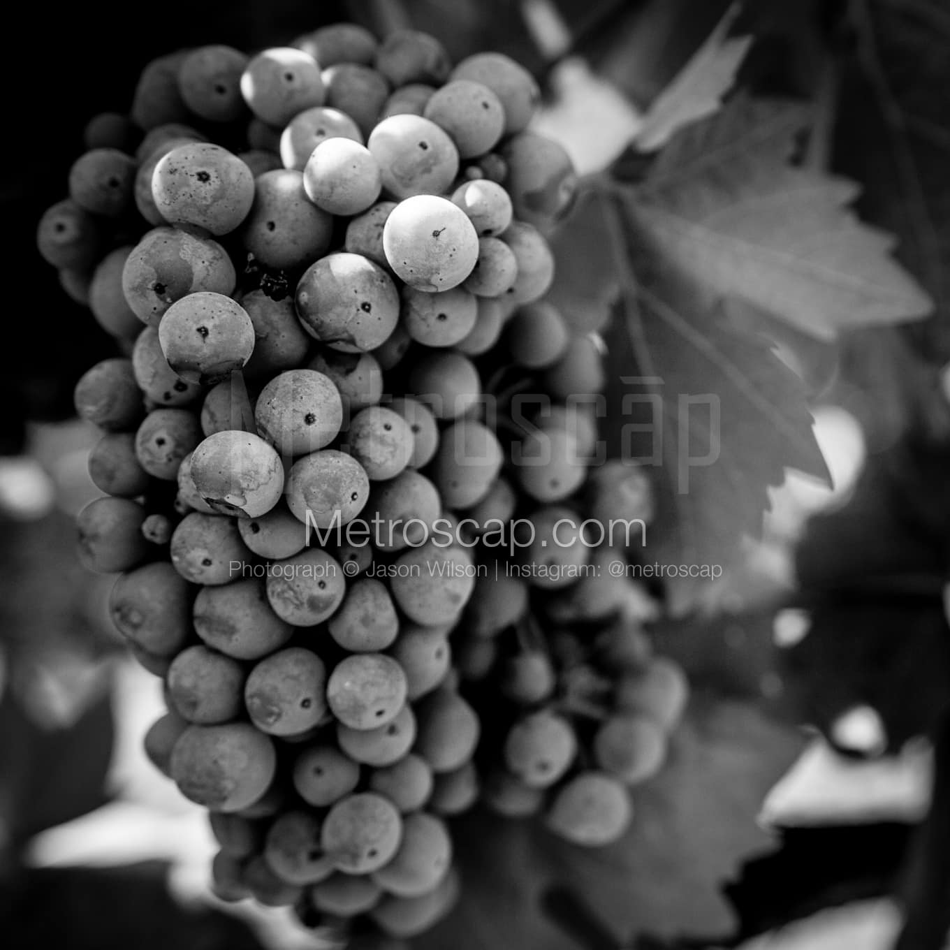 Napa-Valley Black & White Landscape Photography