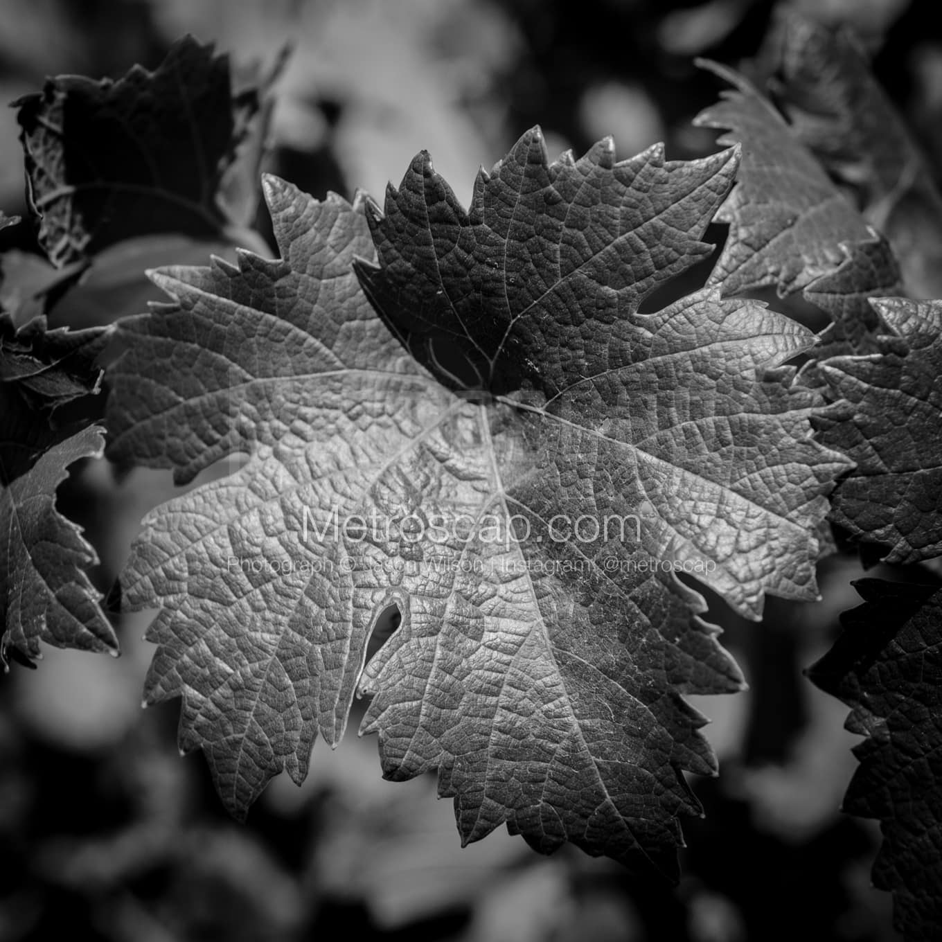 Napa-Valley Black & White Landscape Photography