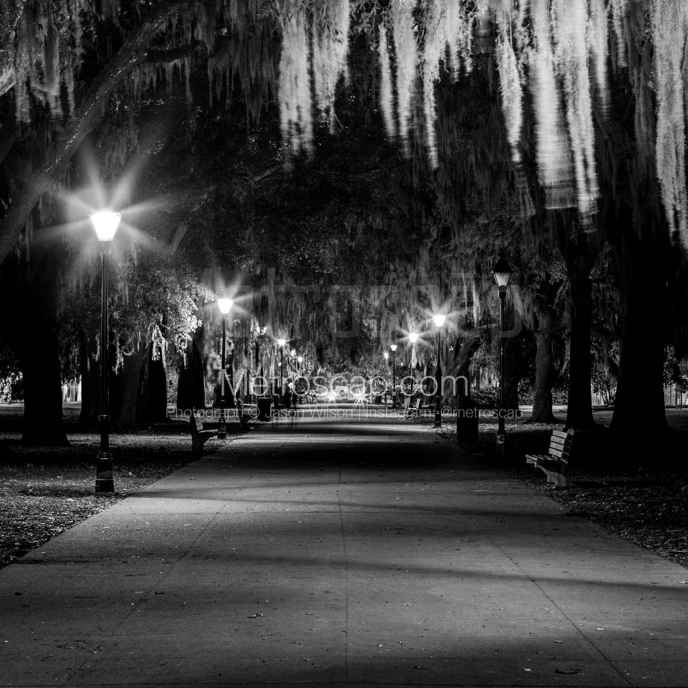 Savannah Black & White Landscape Photography