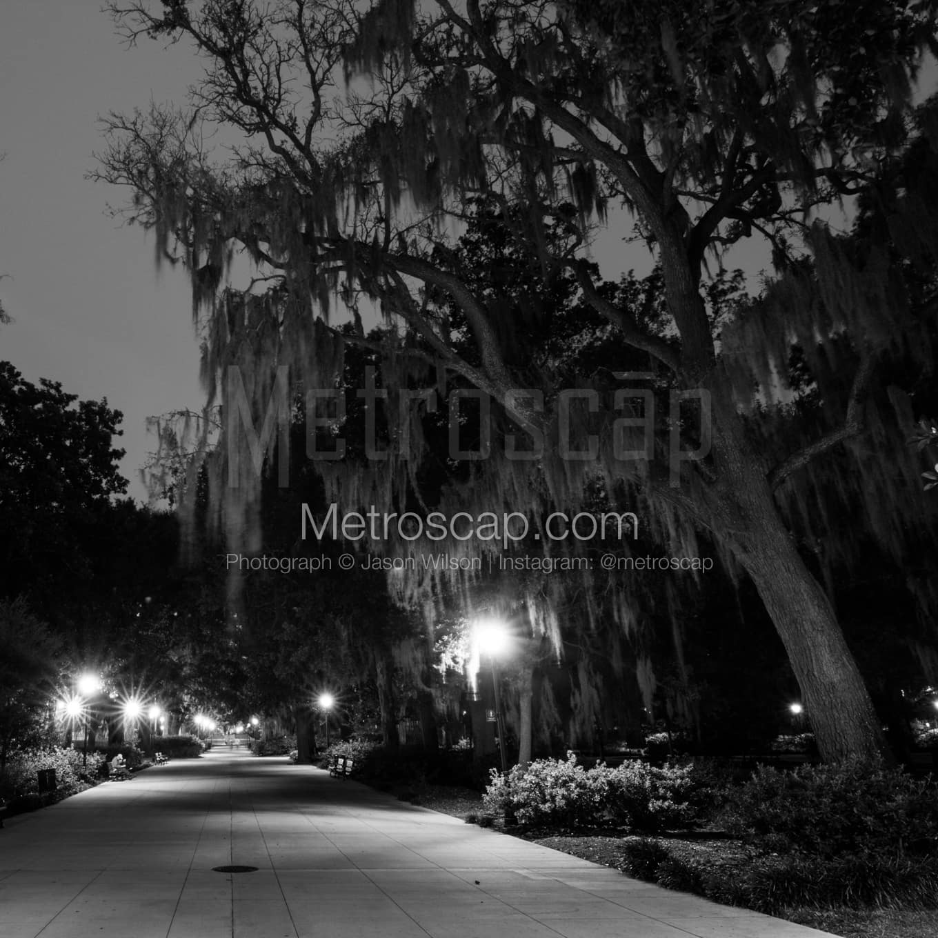 Savannah Black & White Landscape Photography